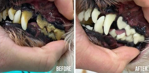 PetMint – Oral Spray for Dogs & Cats: