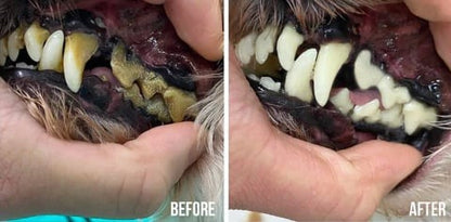 PetMint – Oral Spray for Dogs & Cats: